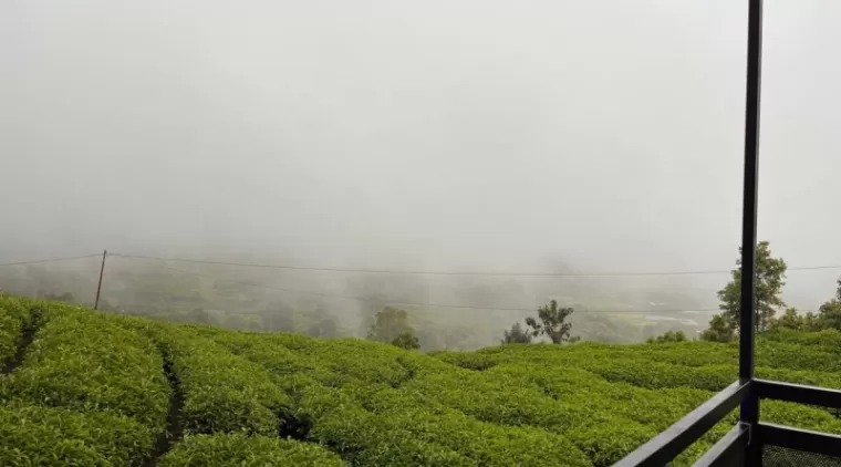 Kafe A'Cilie Hill: Secangkir Kopi di Kebun Teh