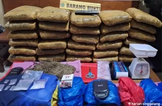 Polres Pasbar Amankan 30 Kg Ganja dari Dua Tersangka