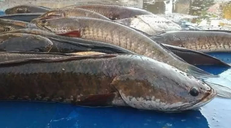 5 Manfaat Ikan Gabus untuk Kesehatan yang Luar Biasa