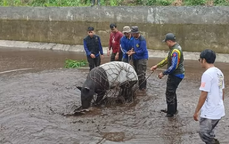 BKSDA Sumbar Evakuasi Tapir dari Kolam BBI Sukomananti Pasbar