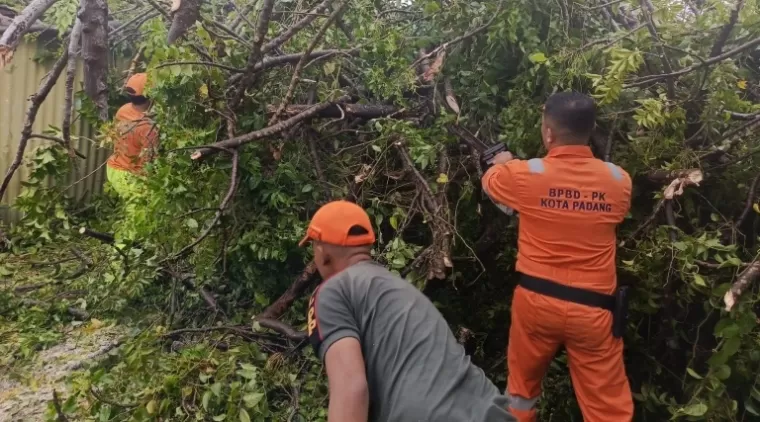 BPBD Padang Kewalahan Tangani Pohon Tumbang Akibat Cuaca Ekstrem