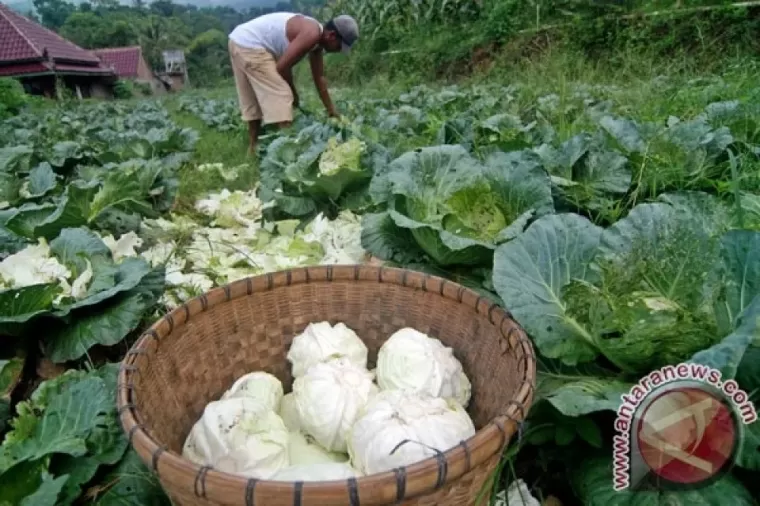 Selain Baik untuk Tulang, Ini 5 Manfaat Sehat Mengonsumsi Kubis