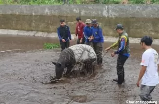 BKSDA Sumbar Evakuasi Tapir dari Kolam BBI Sukomananti Pasbar