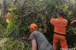 BPBD Padang Kewalahan Tangani Pohon Tumbang Akibat Cuaca Ekstrem