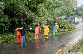 Di Padang; Sejumlah Pohon Tumbang, Angin Kencang Rusak Rumah Warga