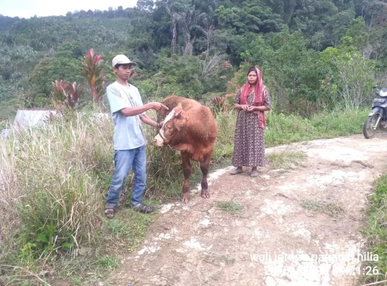 BKSDA Sumbar Pastikan Harimau di Pagadih Agam Satu Ekor