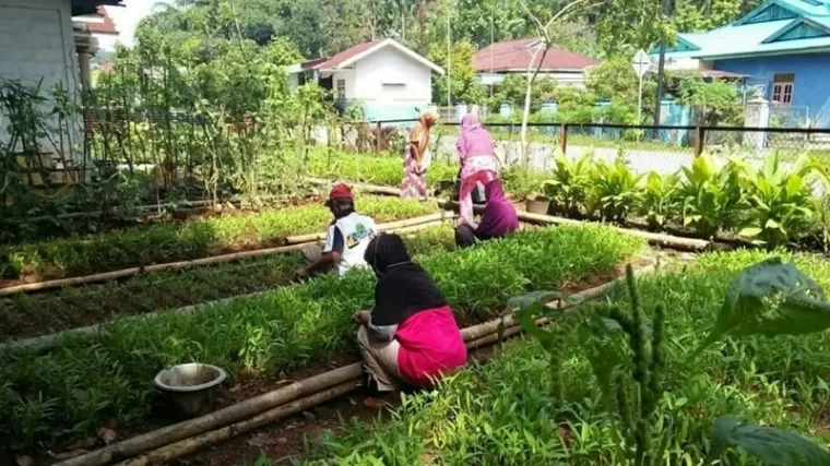 Warga ini mengoptimalkan lahan pekarangan rumah dengan menanami sayuran.(armadison)