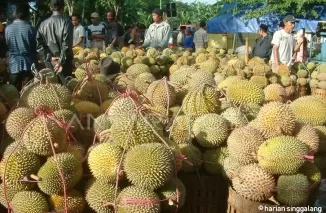 Musim Durian, Volume Sampah di Padang Meningkat