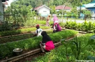 Warga ini mengoptimalkan lahan pekarangan rumah dengan menanami sayuran.(armadison)