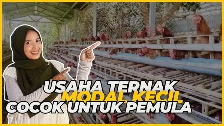 ide bisnis ternak lahan sempit.