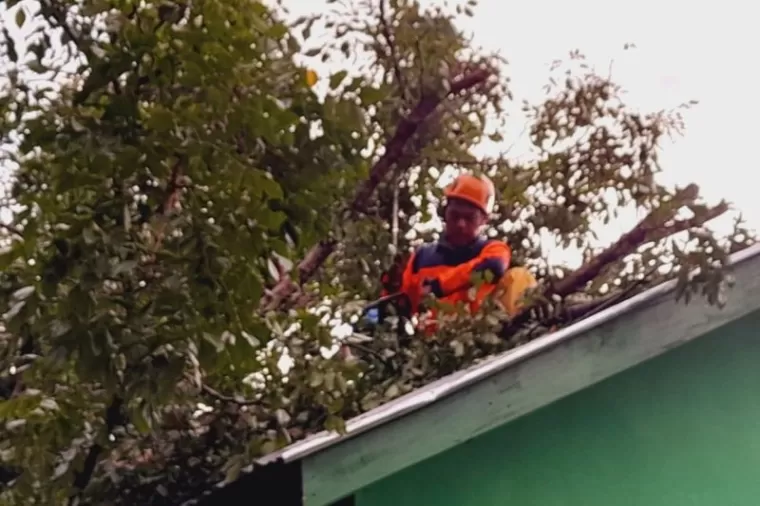 Angin Kencang Landa Lubuk Basung, Sejumlah Pohon Tumbang