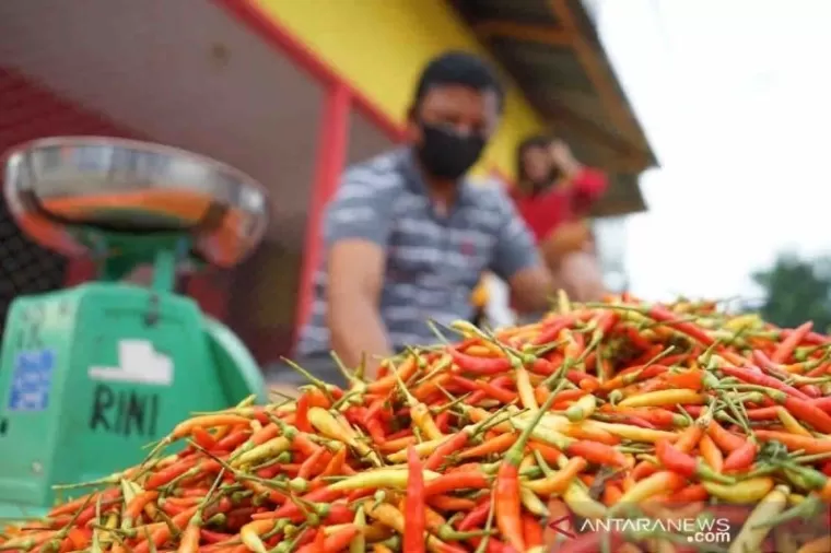 Di Padang Panjang, Harga Cabai Turun