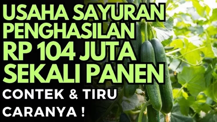 Ide bisnis sampingan di kampung dengan penghasilan sampai Rp104 juta sekali panen.