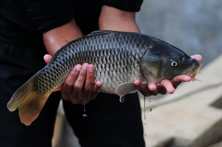 Tingkat Konsumsi Ikan di Kota Padang Masih Rendah