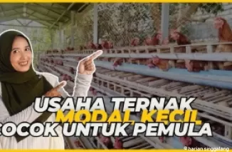 ide bisnis ternak lahan sempit.