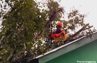 Angin Kencang Landa Lubuk Basung, Sejumlah Pohon Tumbang