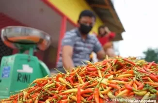 Di Padang Panjang, Harga Cabai Turun