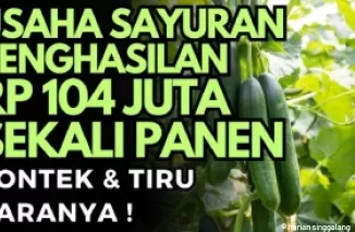 Ide bisnis sampingan di kampung dengan penghasilan sampai Rp104 juta sekali panen.