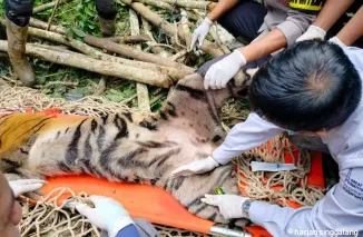 Proses evakuasi harimau. (antara)